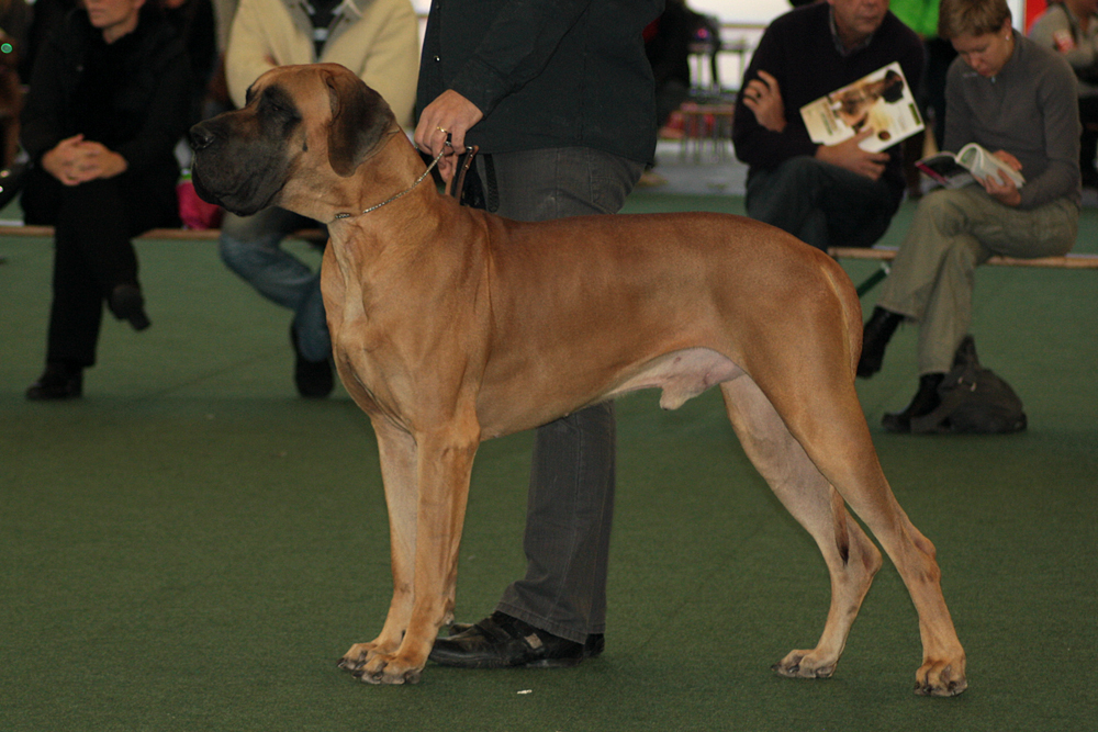 Chien-D'or Shanuy de Damacan