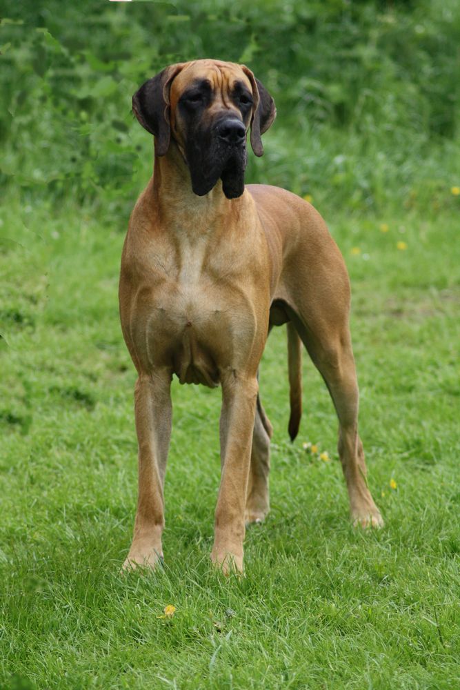 CHien-D'or Shanuy de Damacan